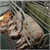 75% back quick end to farrowing crate use 75% back quick end to farrowing crate use